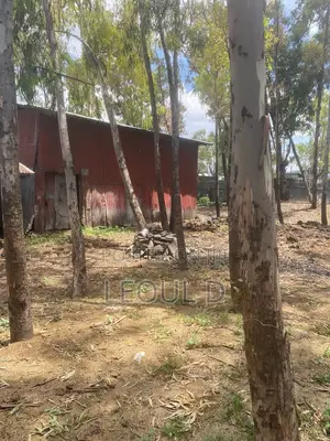 Land Kality Haile Garment Gar