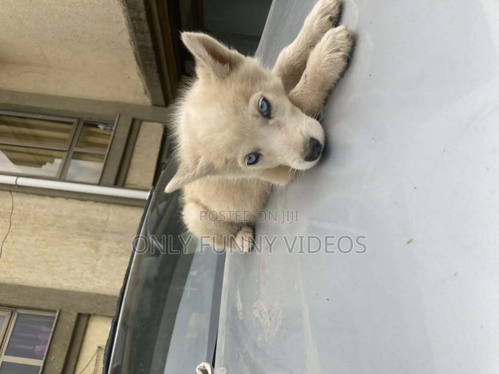 1-3 months Male Purebred Siberian Husky