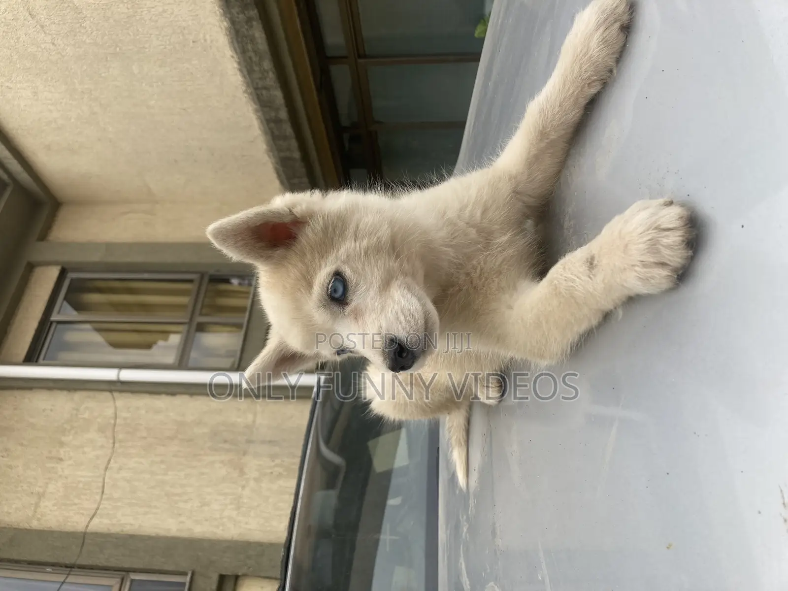 1-3 months Male Purebred Siberian Husky