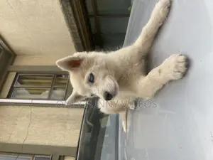 Photo - 1-3 months Male Purebred Siberian Husky