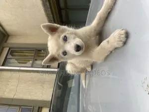 1-3 months Male Purebred Siberian Husky