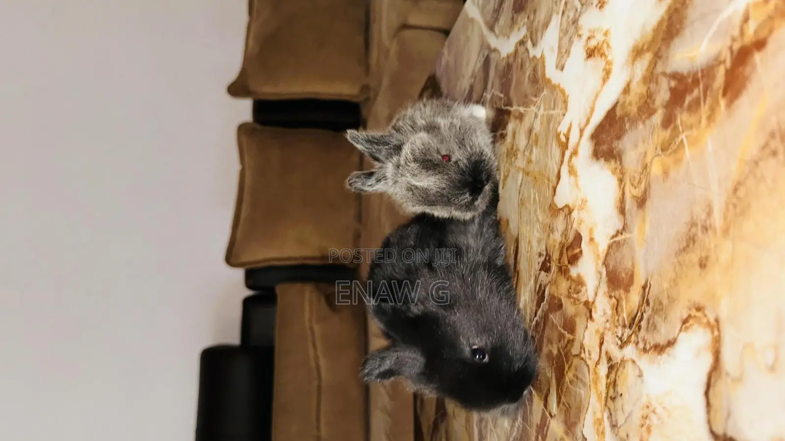 If You Need Bunny Just Call We Sell at Best Price