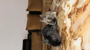 Photo - If You Need Bunny Just Call We Sell at Best Price