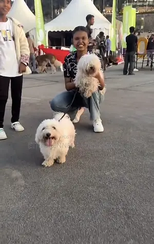 Photo - 3-6 months Male Purebred Maltese