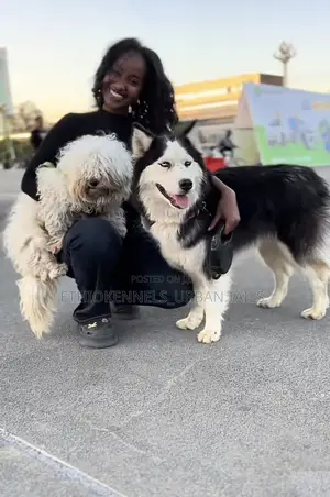 3-6 months Male Purebred Maltese