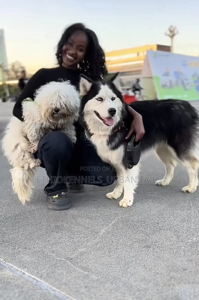 3-6 months Male Purebred Maltese