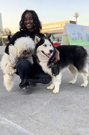 3-6 months Male Purebred Maltese
