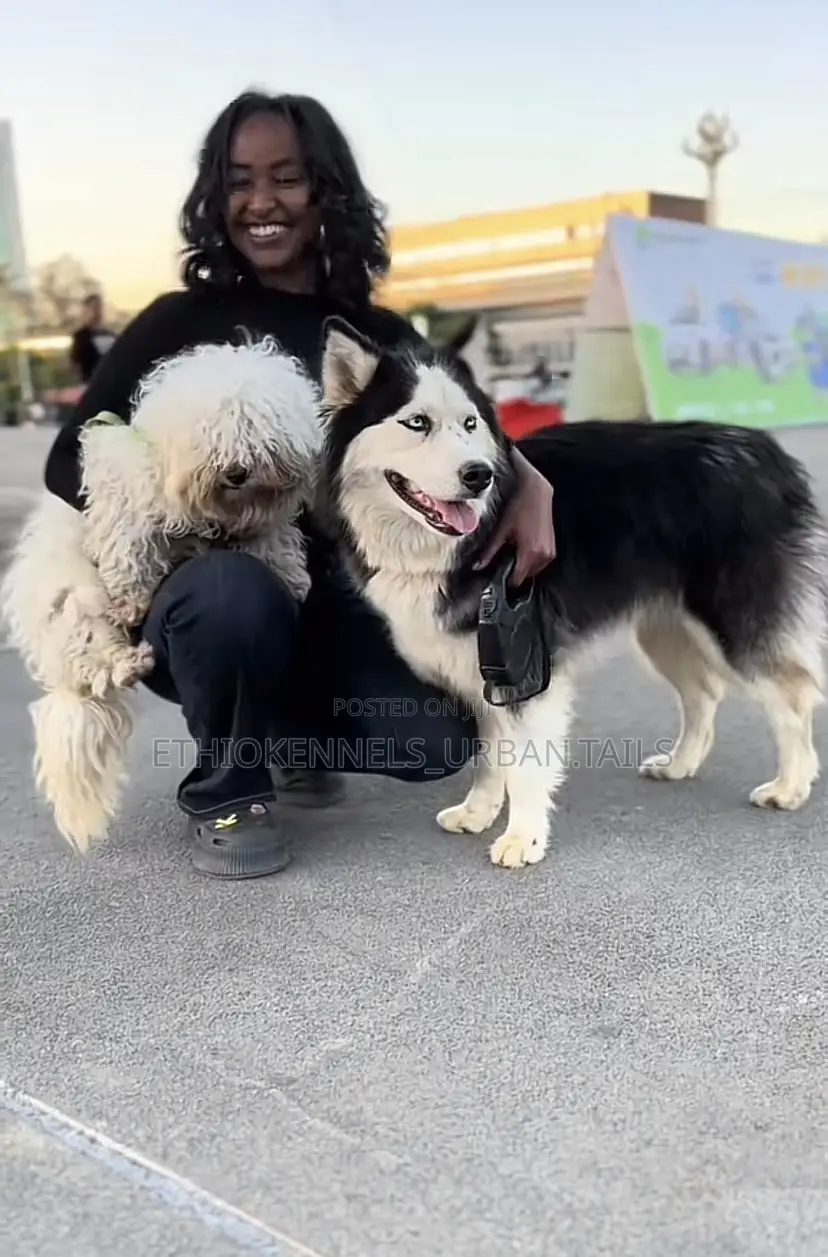 3-6 months Male Purebred Maltese