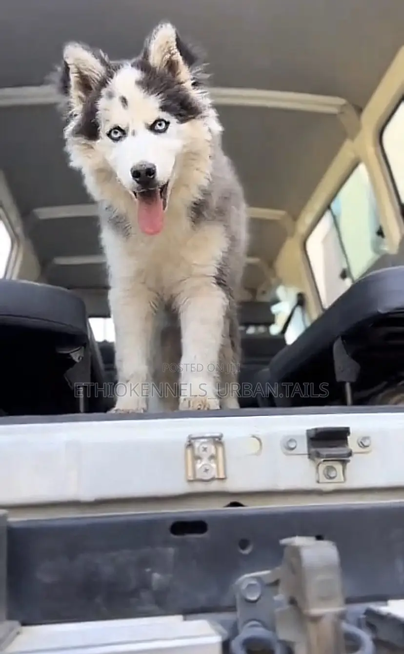 3-6 months Male Purebred Siberian Husky