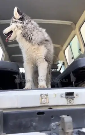 3-6 months Male Purebred Siberian Husky