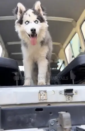 3-6 months Male Purebred Siberian Husky