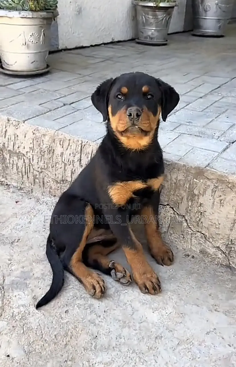 3-6 months Female Purebred Rottweiler