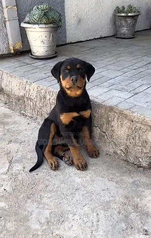 3-6 months Female Purebred Rottweiler