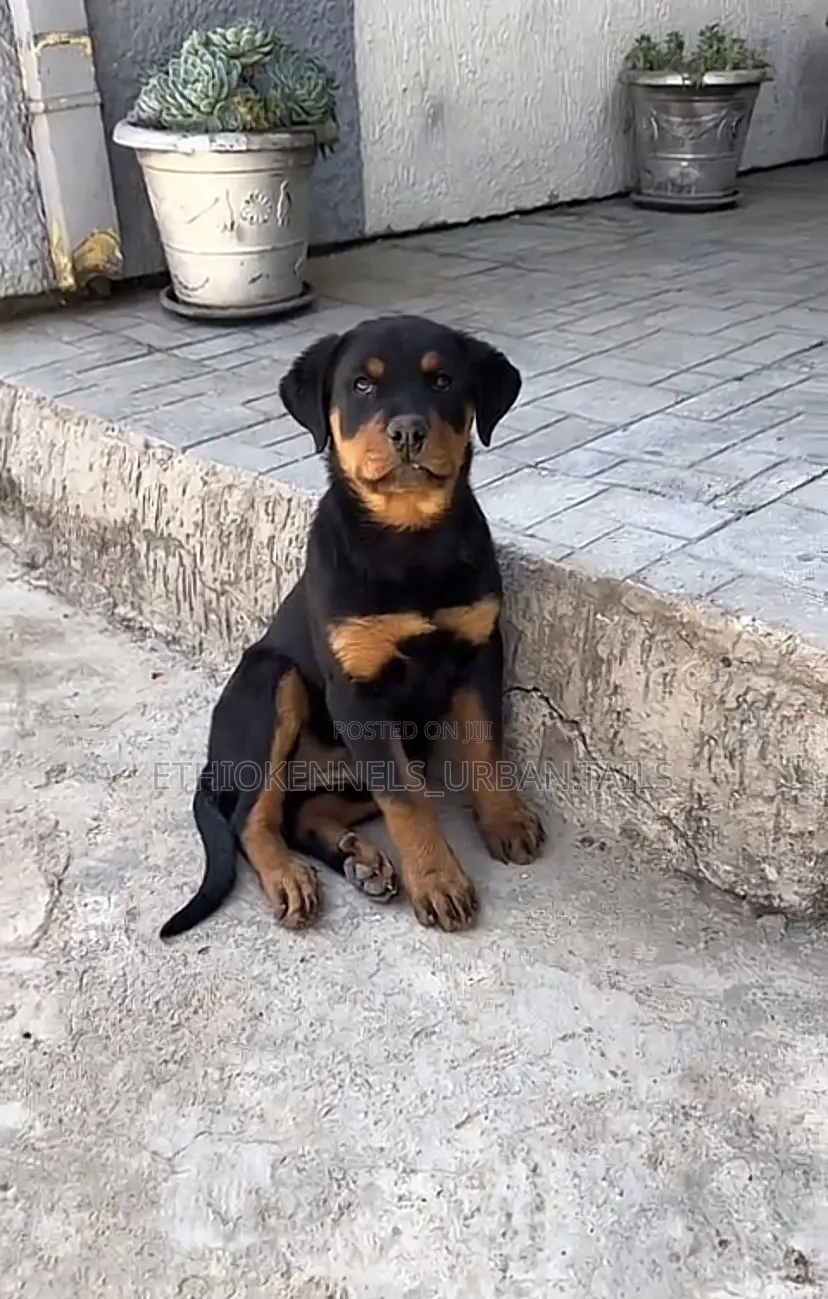 3-6 months Female Purebred Rottweiler