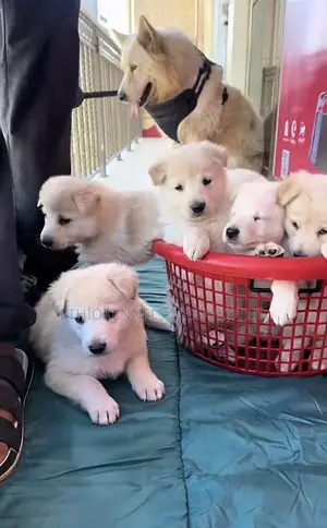 Photo - 1-3 months Male Purebred German Shepherd