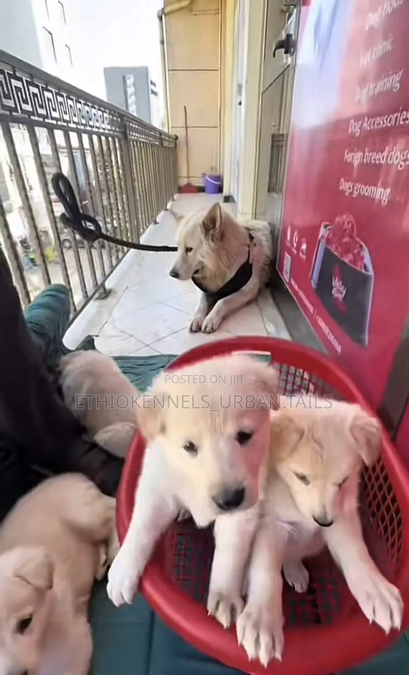 1-3 months Male Purebred German Shepherd