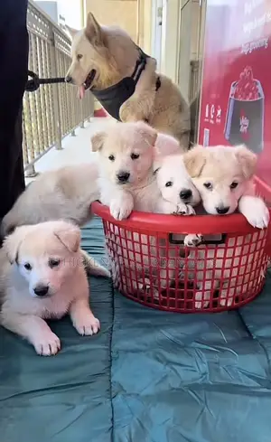 1-3 months Male Purebred German Shepherd