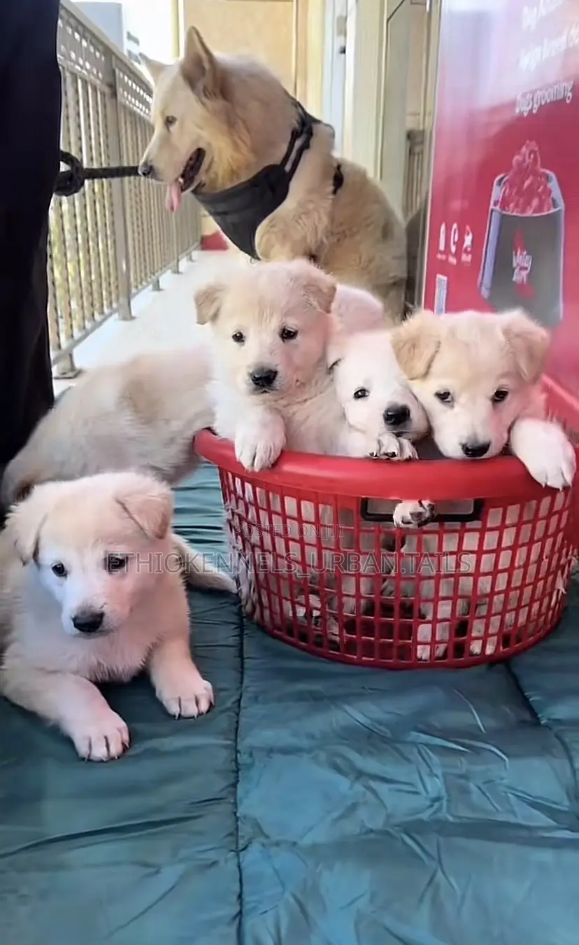 1-3 months Male Purebred German Shepherd