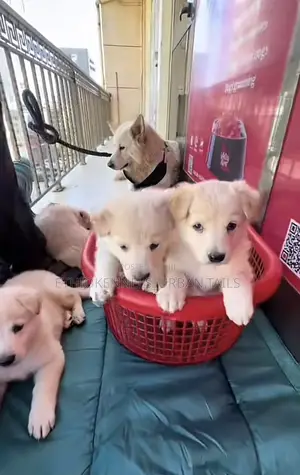 1-3 months Male Purebred German Shepherd