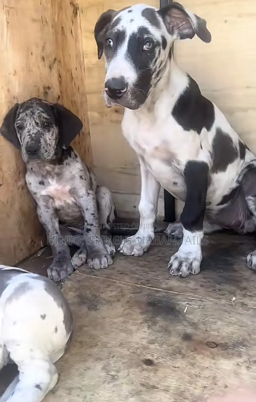 1-3 months Male Purebred Great Dane