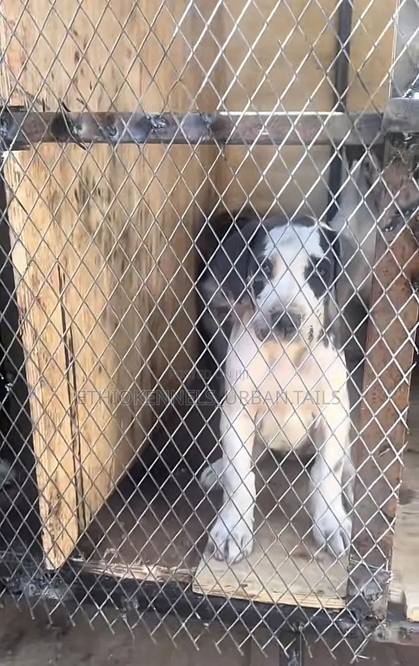 1-3 months Male Purebred Great Dane