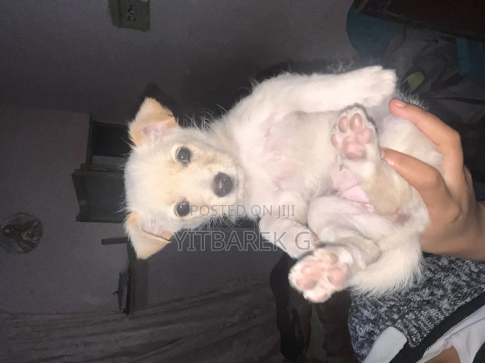 1-3 months Female Purebred Maltese