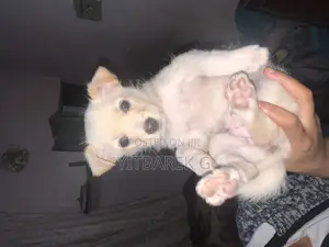 Photo - 1-3 months Female Purebred Maltese