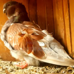 Photo - Chines Pigeon