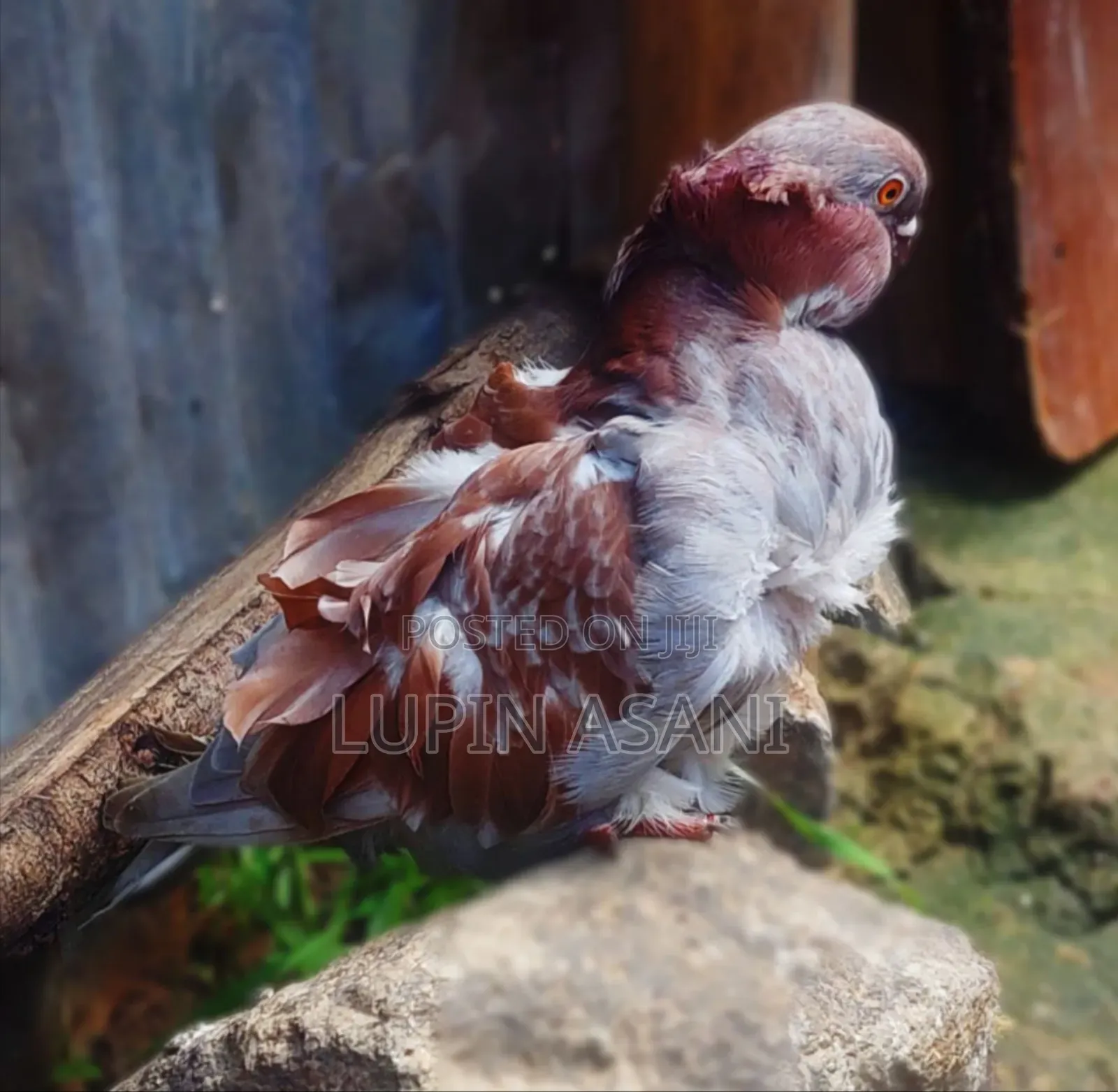 Chines Pigeon