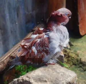Chines Pigeon