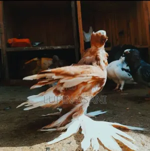 Photo - American Sent