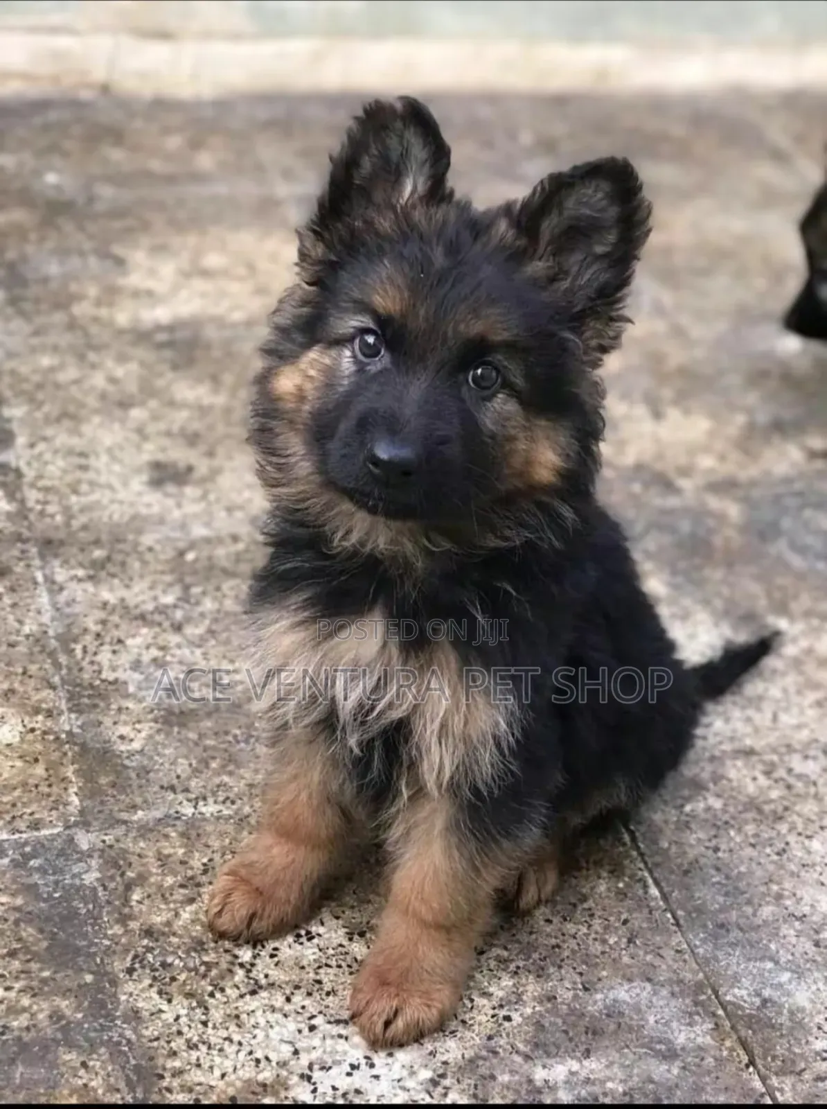 1-3 months Male Purebred German Shepherd