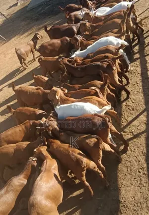 Photo - Goat and Sheep