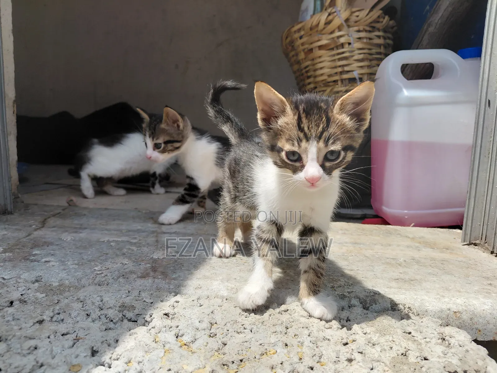1-3 months Male Mixed Breed Turkish Angora