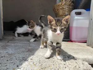 Photo - 1-3 months Male Mixed Breed Turkish Angora