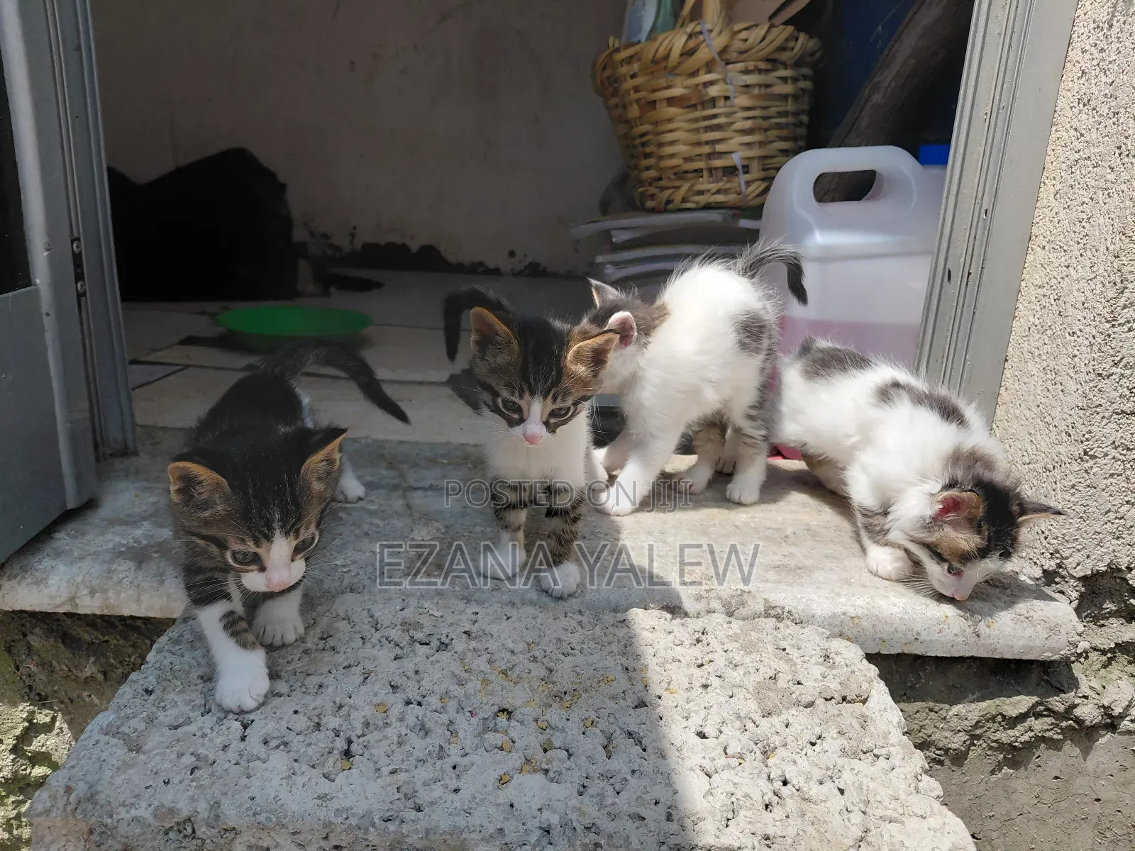 1-3 months Male Mixed Breed Turkish Angora