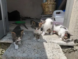 1-3 months Male Mixed Breed Turkish Angora