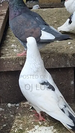 Photo - Lovely Pigeons