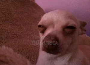 Laptop HP Stream Notebook 8GB Intel Celeron HDD 1T