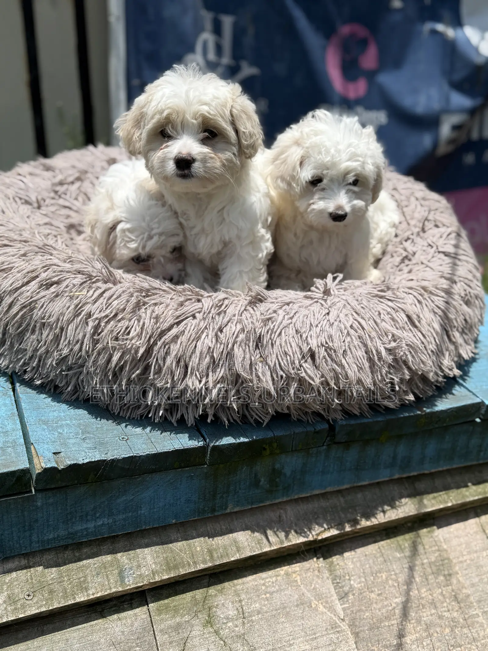 1-3 months Male Purebred Maltese