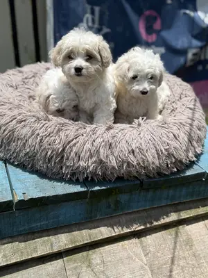 Photo - 1-3 months Male Purebred Maltese