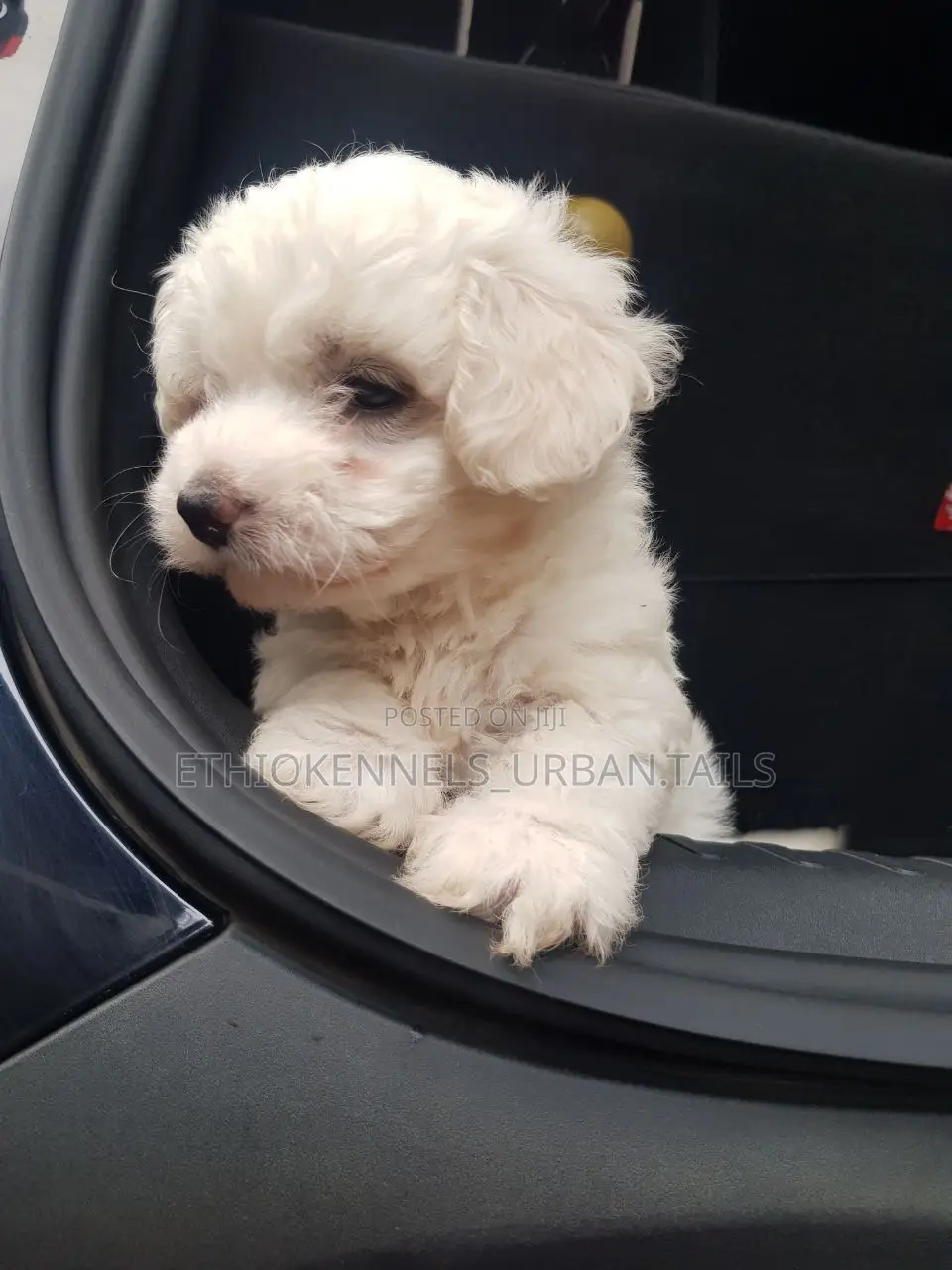 1-3 months Male Purebred Maltese