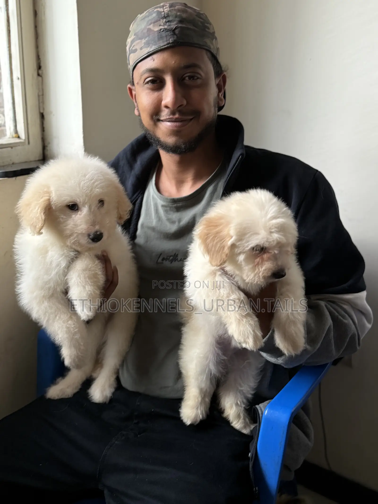 1-3 months Male Purebred Maltese