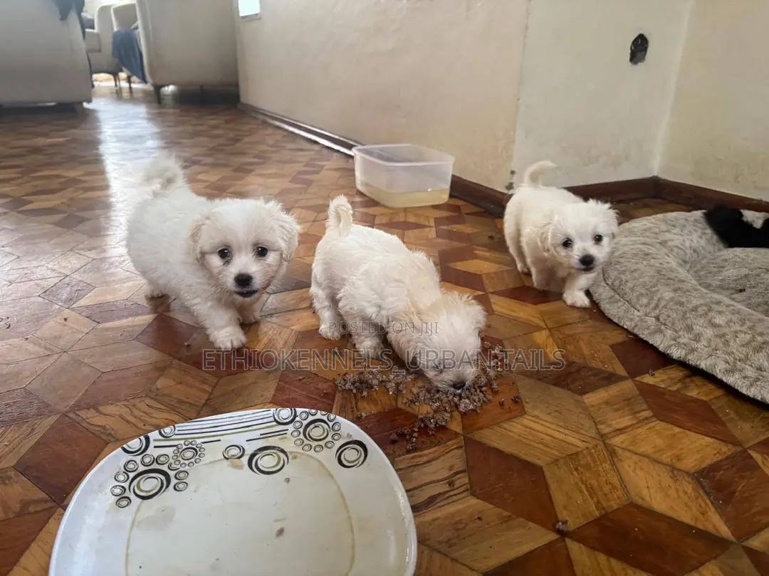 1-3 months Male Purebred Maltese