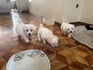 1-3 months Male Purebred Maltese