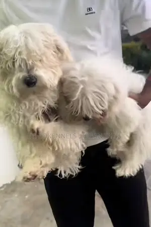 1-3 months Male Purebred Maltese