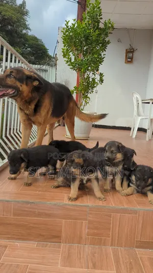 Photo - 1-3 months Male Purebred German Shepherd