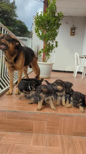 1-3 months Male Purebred German Shepherd