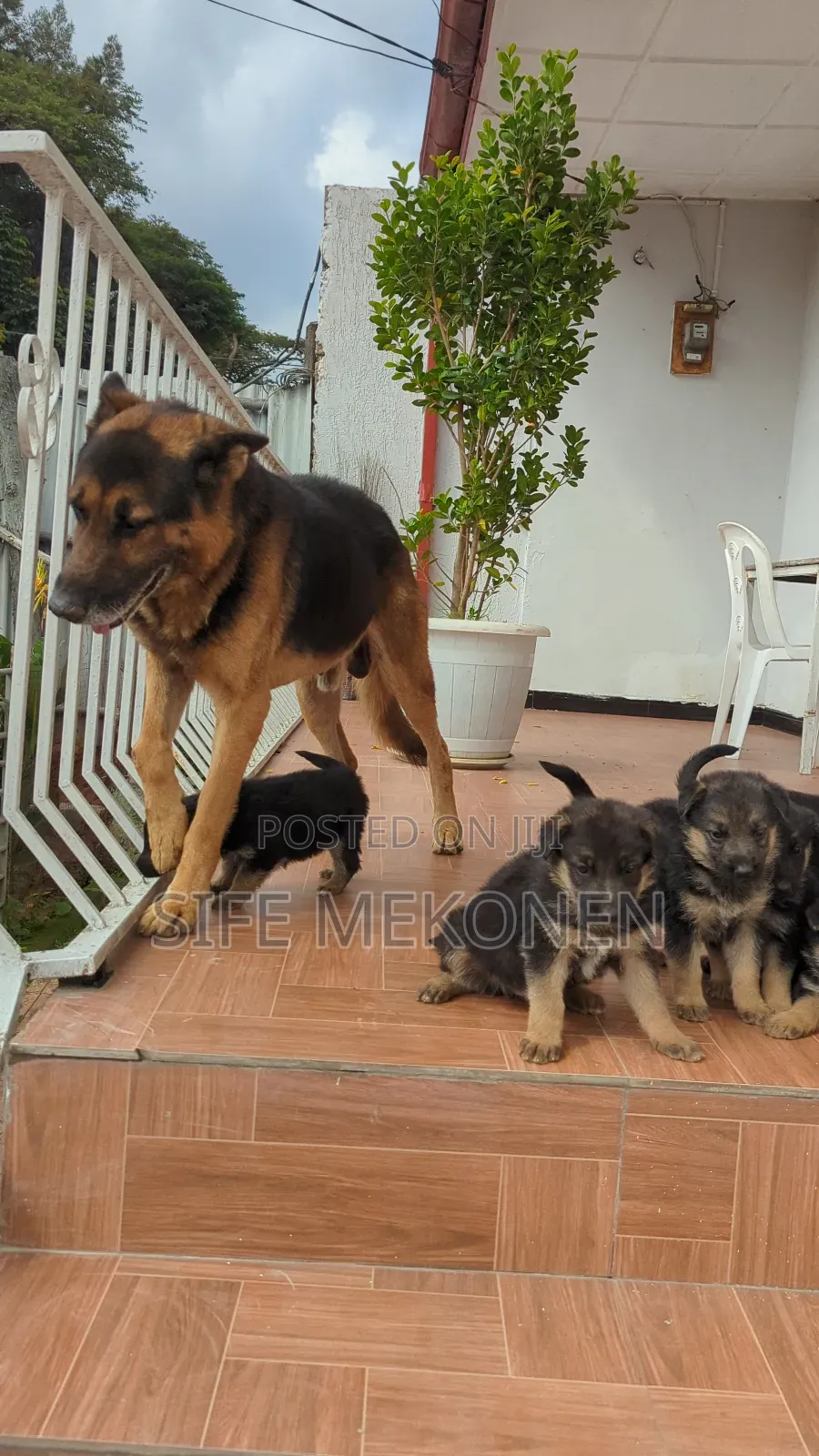 1-3 months Male Purebred German Shepherd