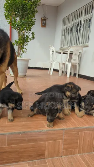 1-3 months Male Purebred German Shepherd